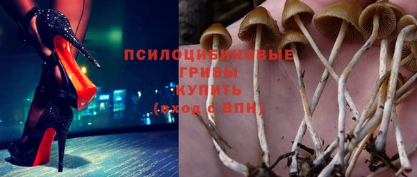 прущие грибы Баксан